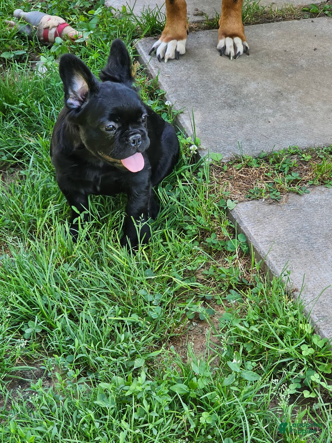 French Bulldog dogs for sale: Fluffy Female Liz - Image 5