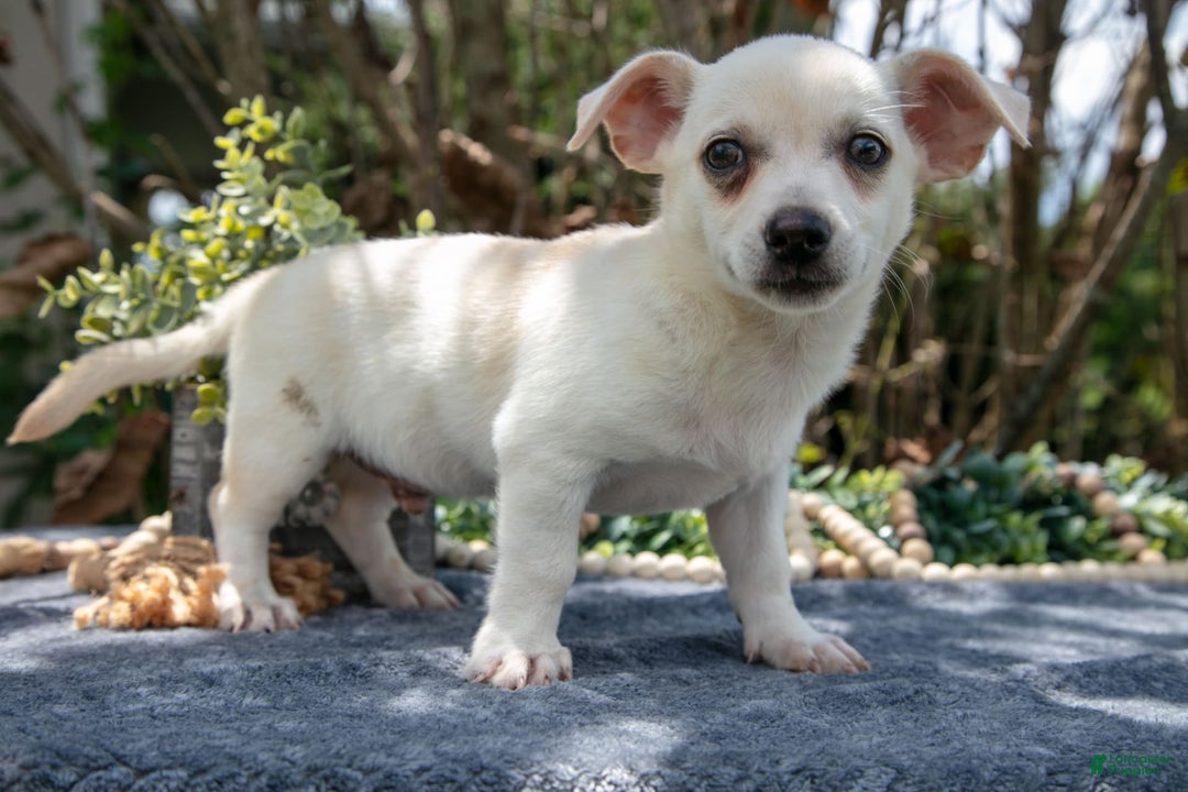 Chihuahua dogs for sale: Banjo - Image 1