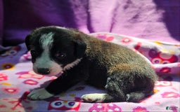 Border Collie dogs for sale: Coco - Image 11