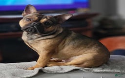 French Bulldog dogs for sale: Akc Laurel - Image 2