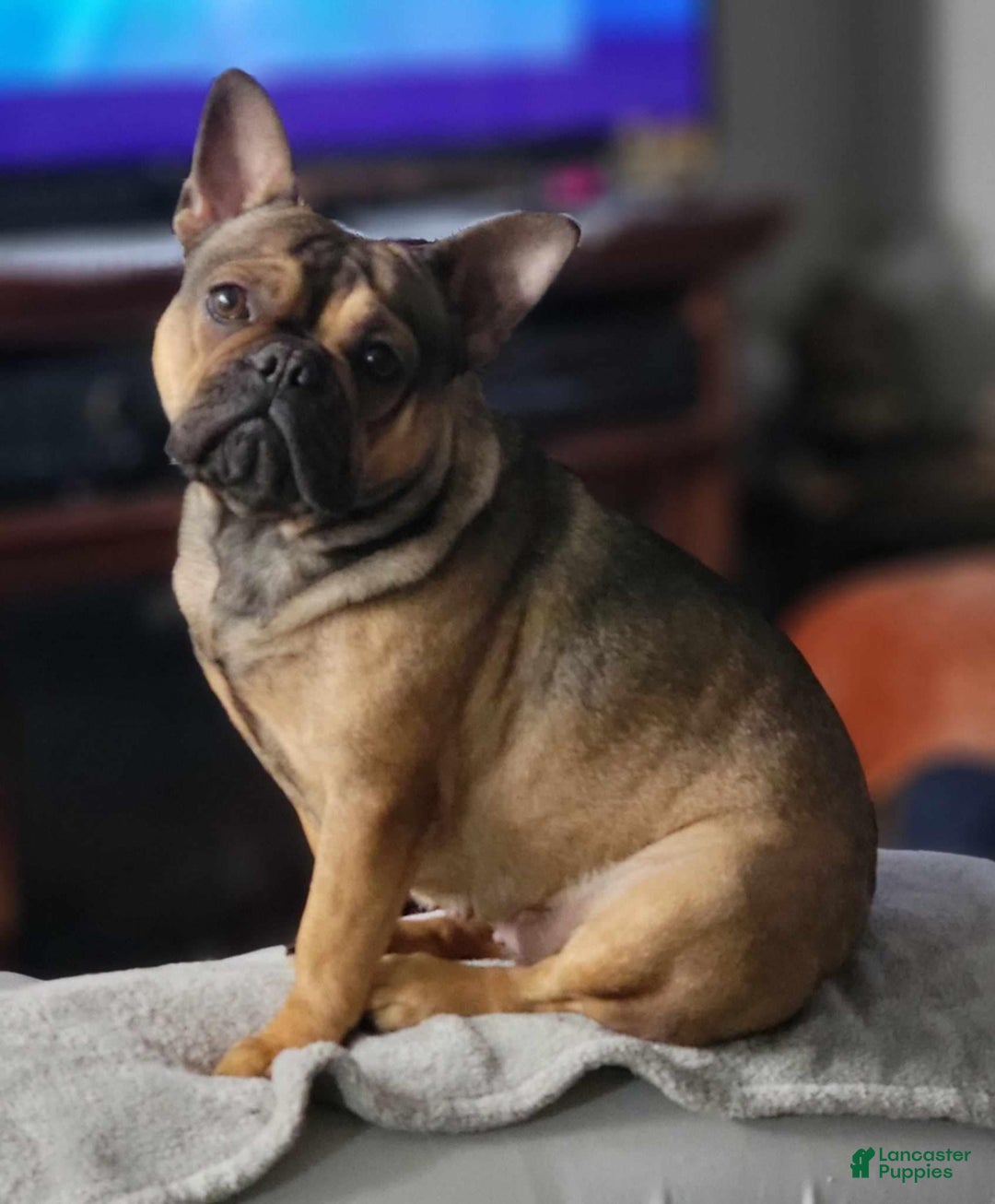 French Bulldog dogs for sale: Akc Laurel - Image 2
