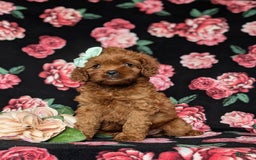 Cavapoo dogs for sale: Hillary - Image 2