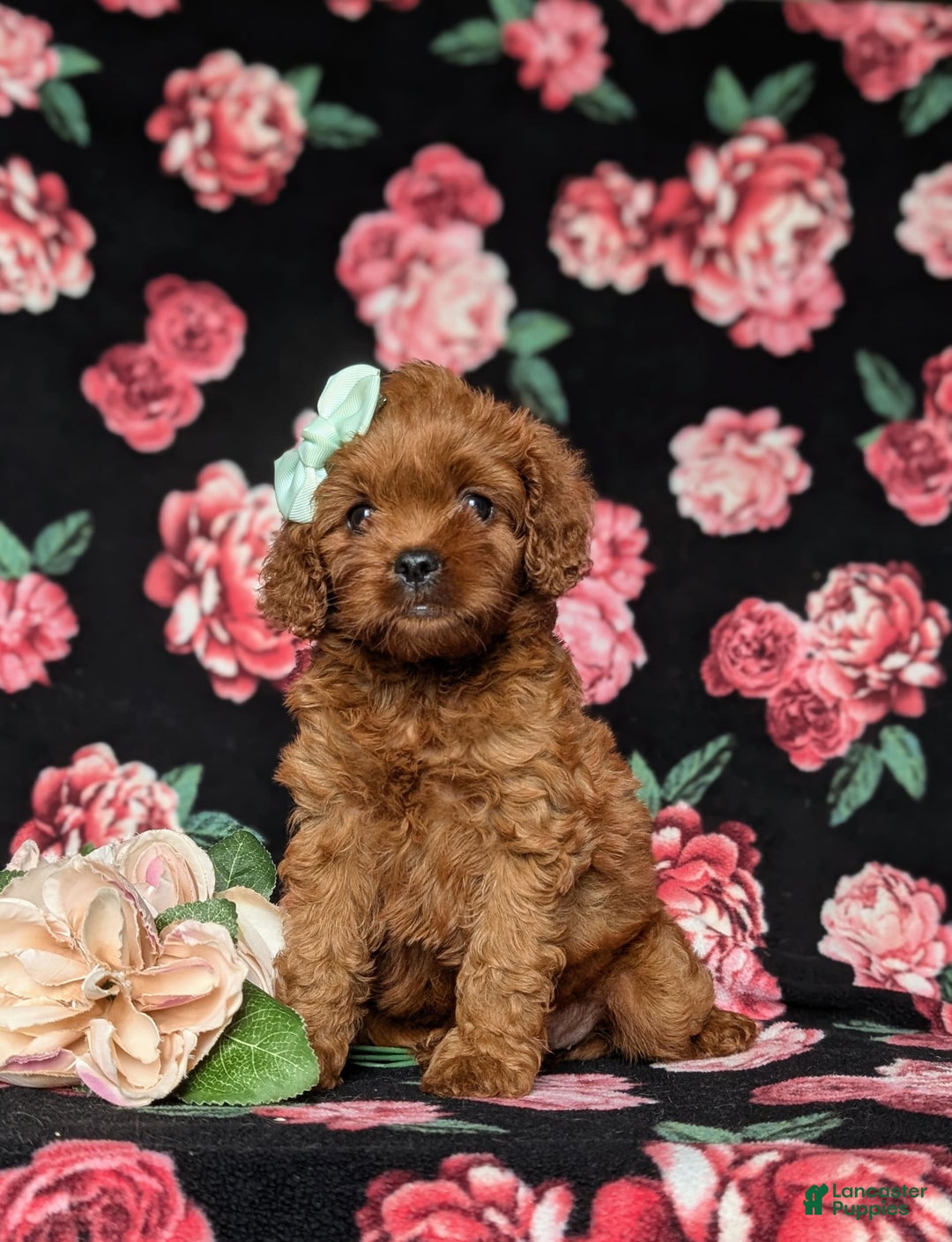 Cavapoo dogs for sale: Hillary - Image 2