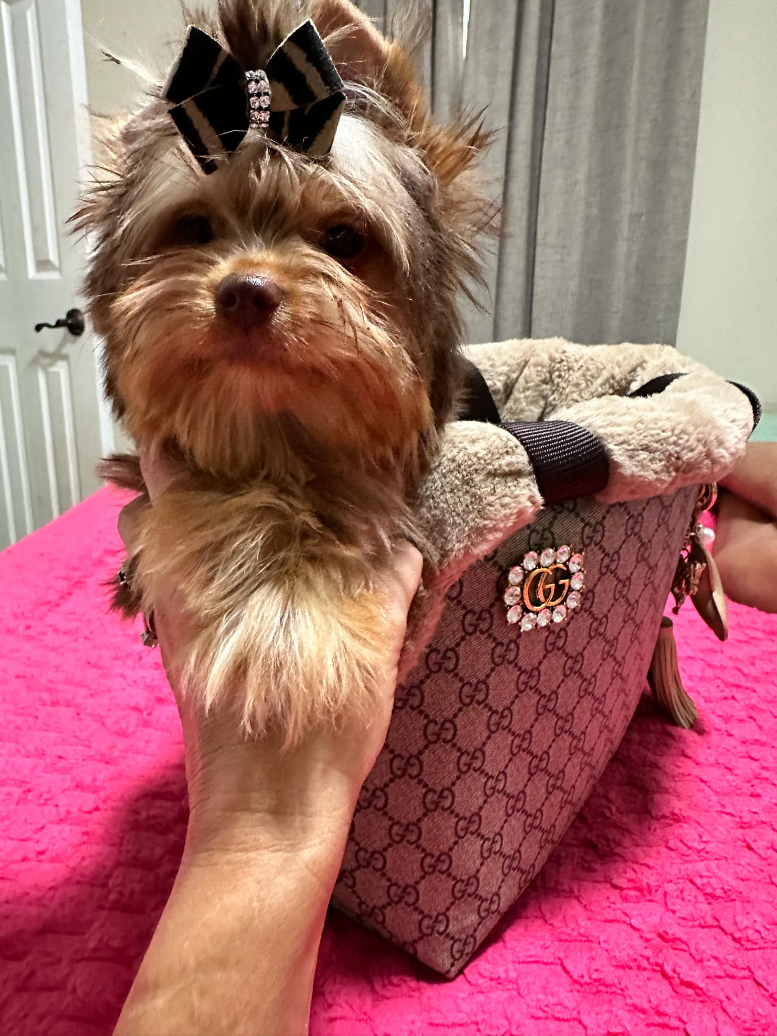 Yorkshire Terrier dogs for sale: Yorkshire Terrier 5 puppies - Image 24