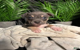 American Bully dogs for sale: Rosey - Image 4