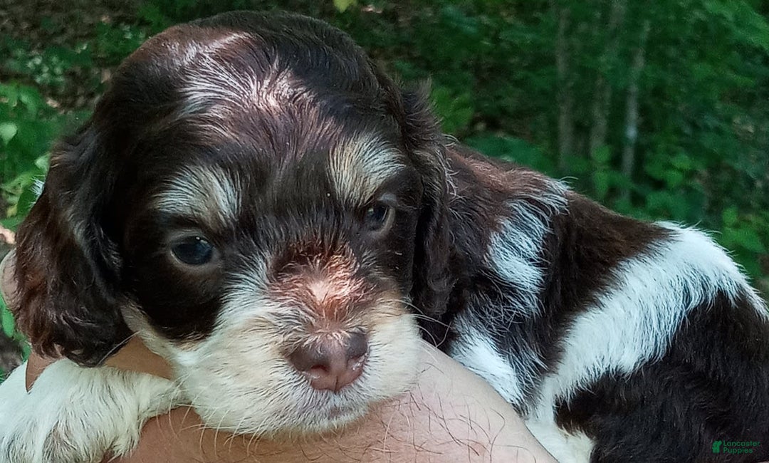 Portuguese Water Dog dogs for sale: T-bone Brown - Image 1