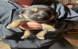 German Shepherd dogs for sale: Sugar - Image 1