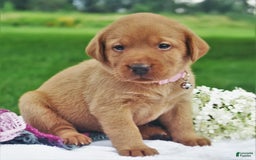 Labrador Retriever dogs for sale: Princess In Red - Image 4