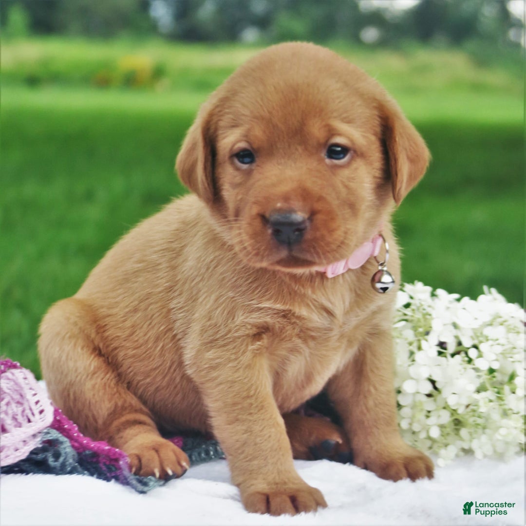 Labrador Retriever dogs for sale: Princess In Red - Image 4