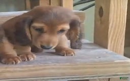 Miniature Dachshund dogs for sale: Finn - Image 2