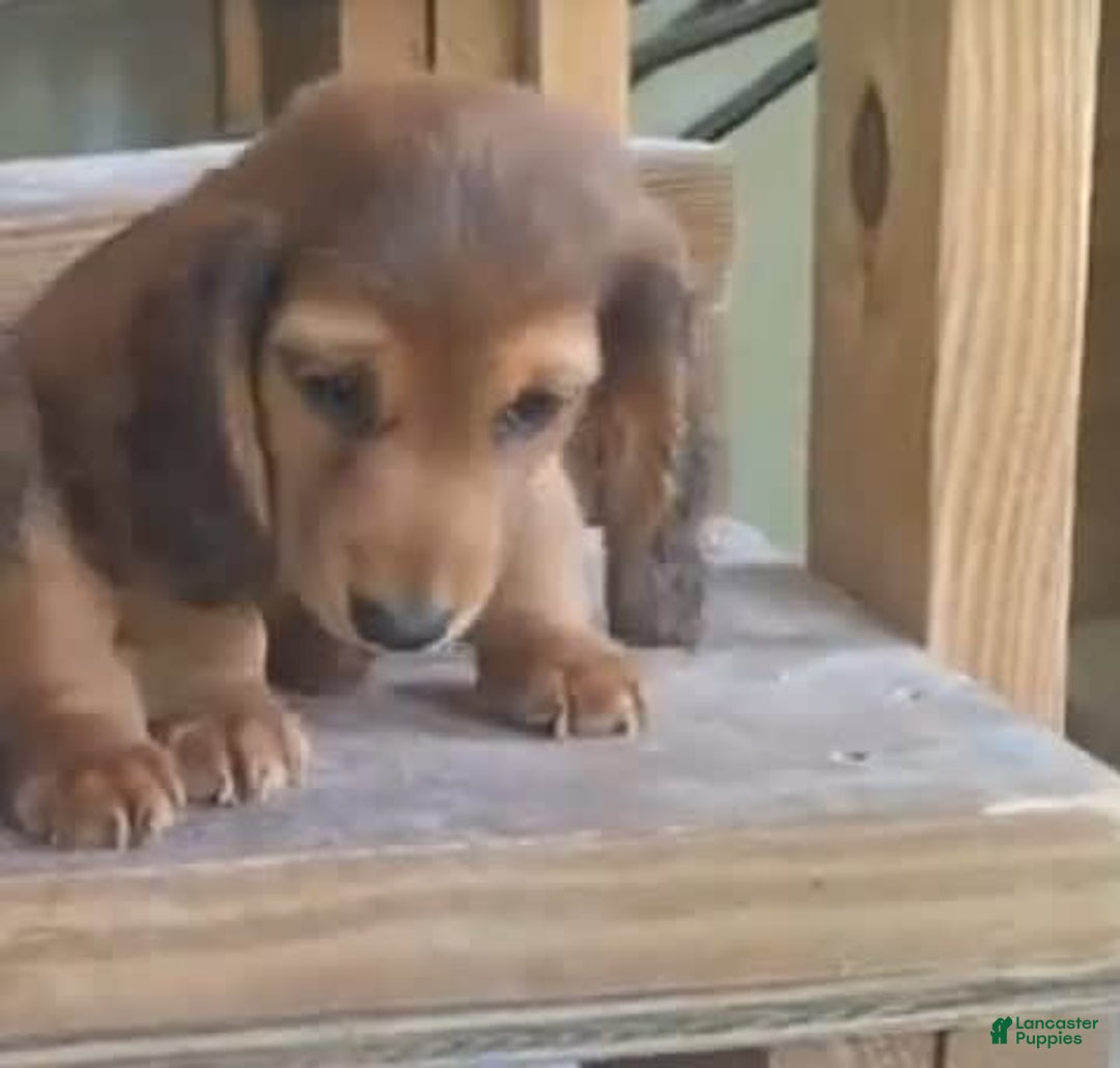 Miniature Dachshund dogs for sale: Finn - Image 2