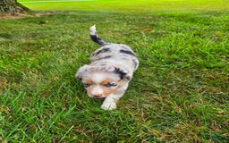 Miniature Australian Shepherd dogs for sale: Angel - Image 4