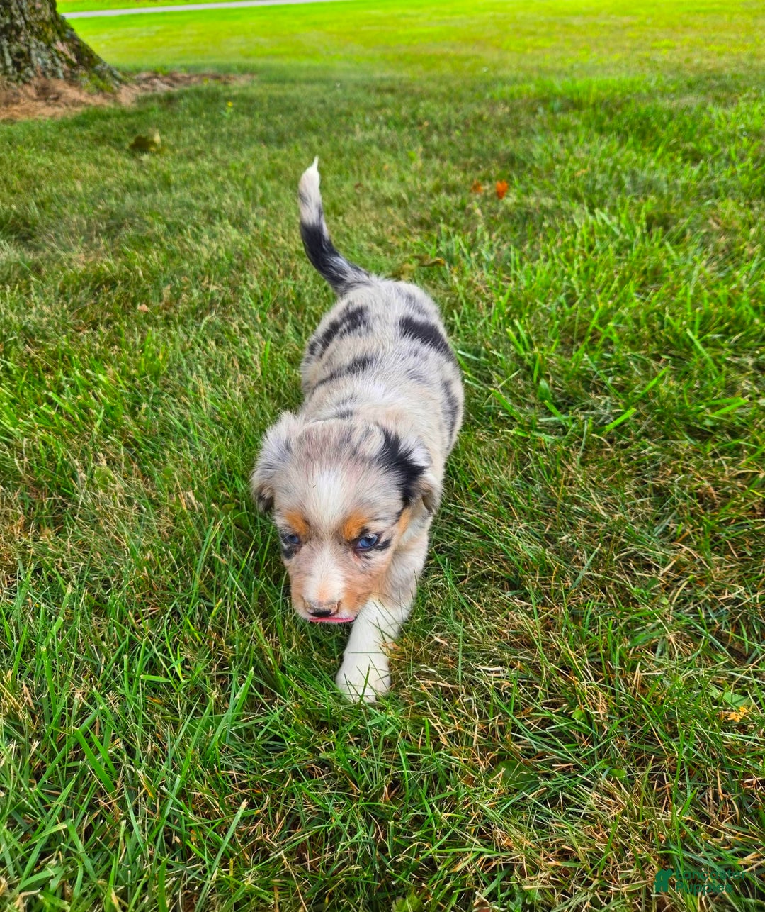 Miniature Australian Shepherd dogs for sale: Angel - Image 4