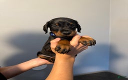 Doberman Pinscher dogs for sale: Blue Collar - Image 6