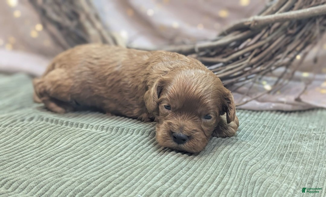 Cavapoo dogs for sale: Hermes - Image 11
