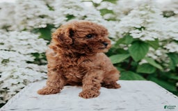 Mini Goldendoodle dogs for sale: Chloe - Image 5