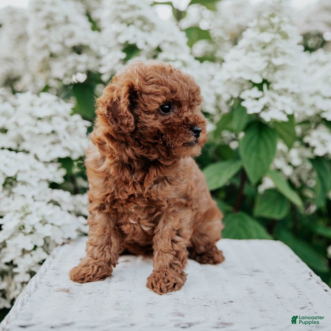 Mini Goldendoodle dogs for sale: Chloe - Image 5