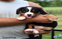 Bernese Mountain Dog dogs for sale: Sasha - Image 3