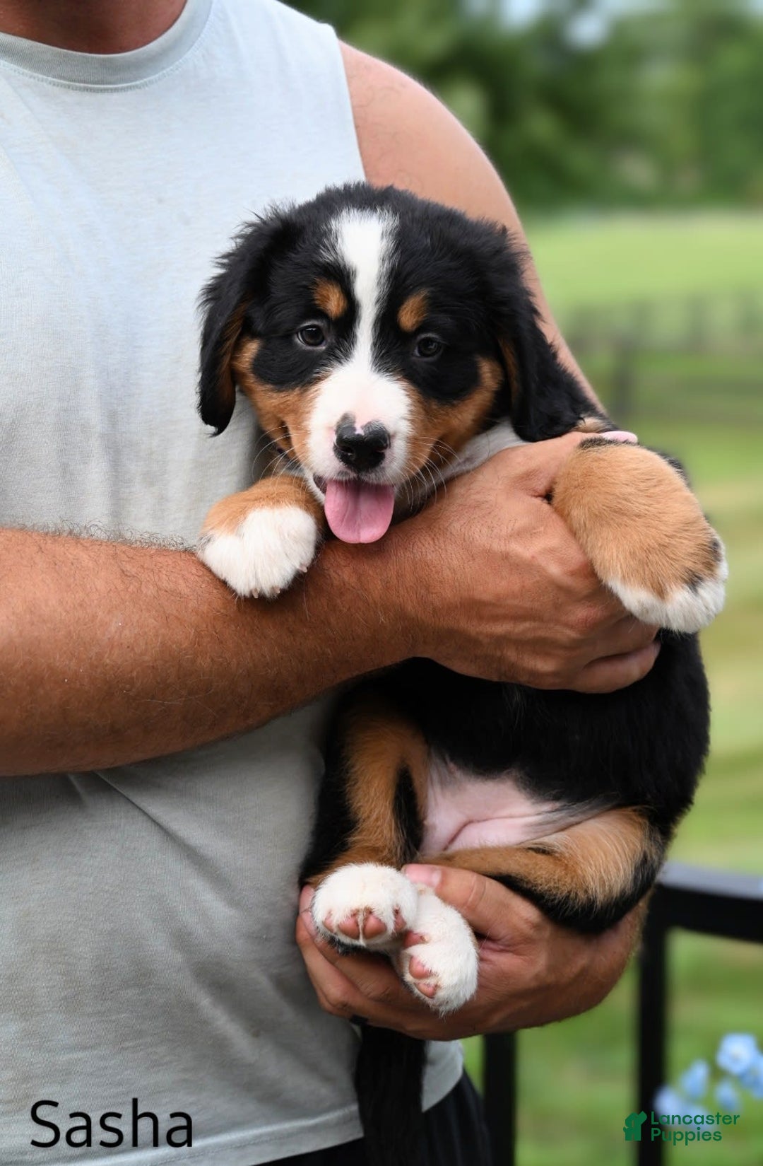 Bernese Mountain Dog dogs for sale: Sasha - Image 3