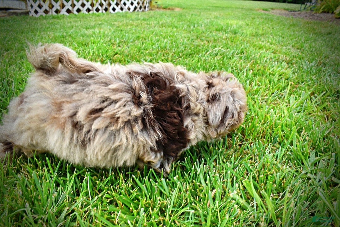 Havapoo dogs for sale: Darling - Image 13