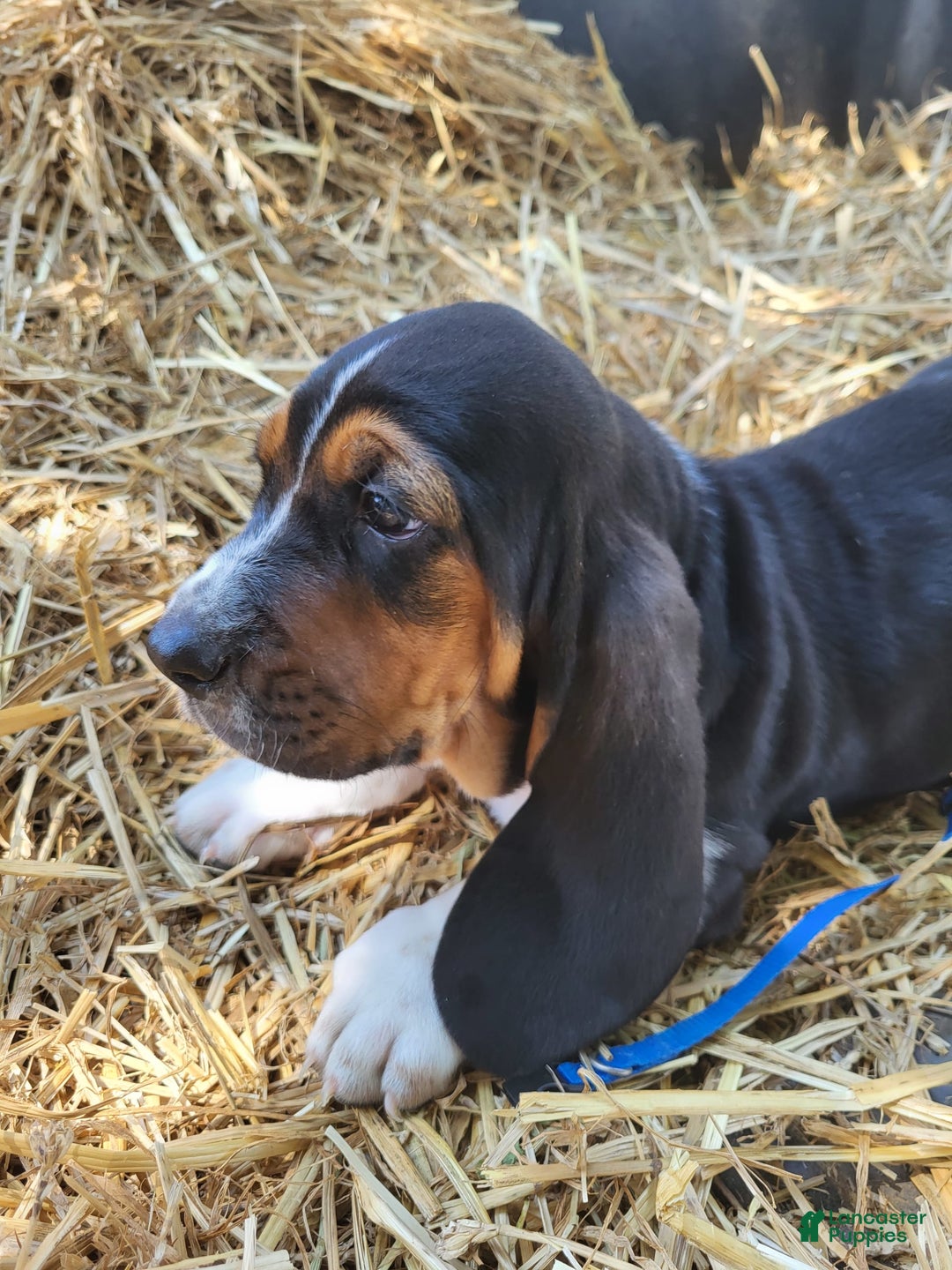 Basset Hound dogs for sale: Henry - Image 4