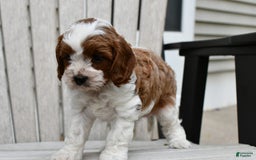 Cavapoo dogs for sale: Mia - Image 6