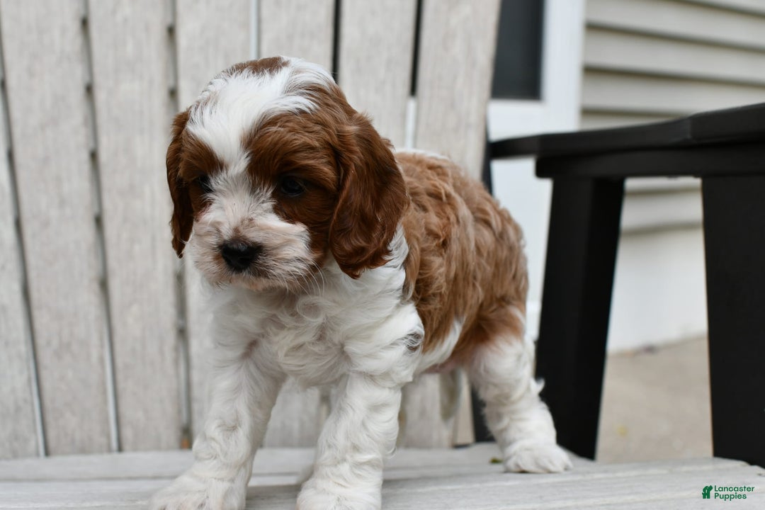 Cavapoo dogs for sale: Mia - Image 6