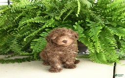 Toy Poodle dogs for sale: Ian - Image 1