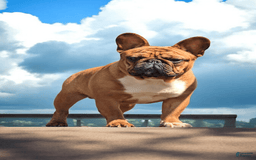 French Bulldog dogs for sale: Raider - Image 8