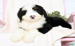 Mini Bernedoodle dogs for sale: Callie - Image 7