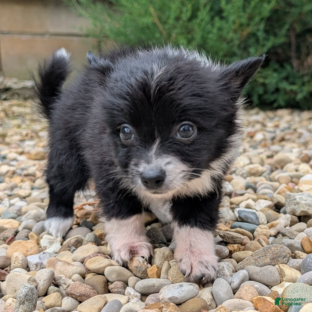 Pomchi dogs for sale: Night Fox - Image 12