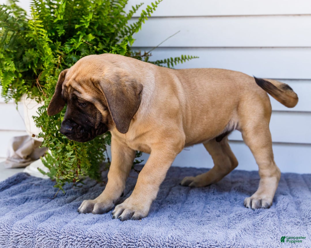 English Mastiff dogs for sale: Horace - Image 2