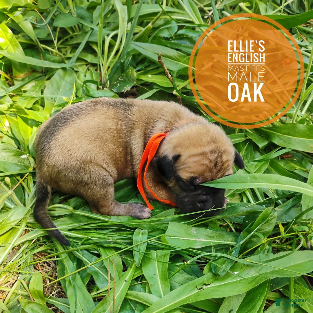 English Mastiff dogs for sale: Oak - Image 1