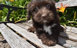 Havapoo dogs for sale: Armani - Image 4