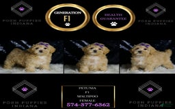 Maltipoo dogs for sale: Maltipoo 4 puppies - Image 8