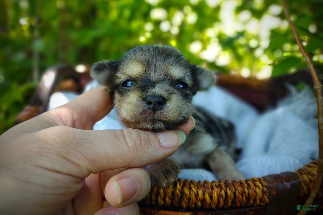 Morkie dogs for sale: Rare Merle Butterfly - Image 12