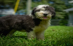 Old English Sheepdog dogs for sale: Flurry - Image 2