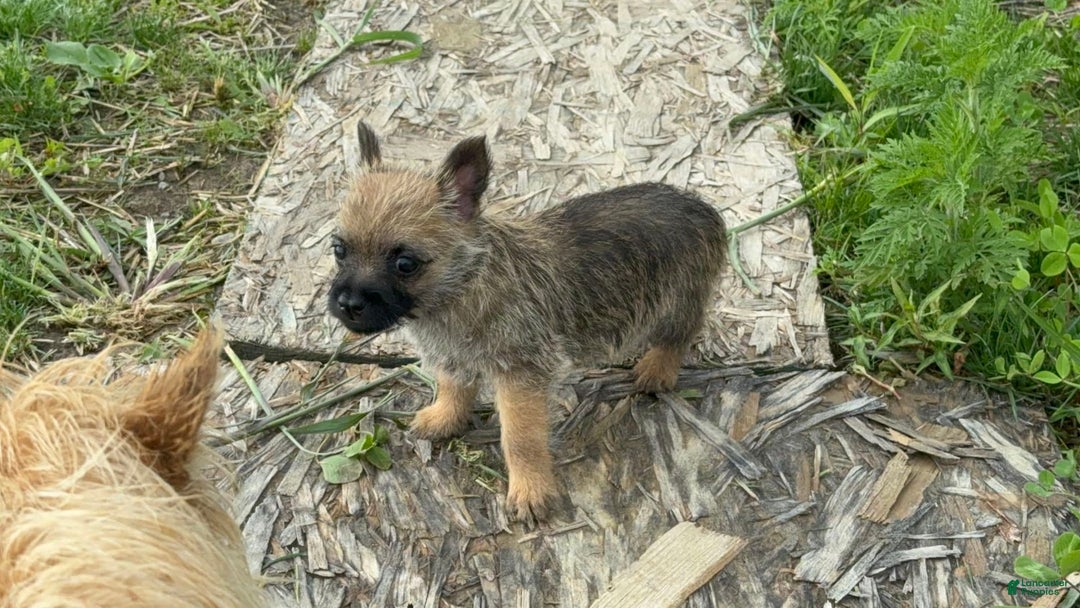 Cairn Terrier dogs for sale: Jayce - Image 3