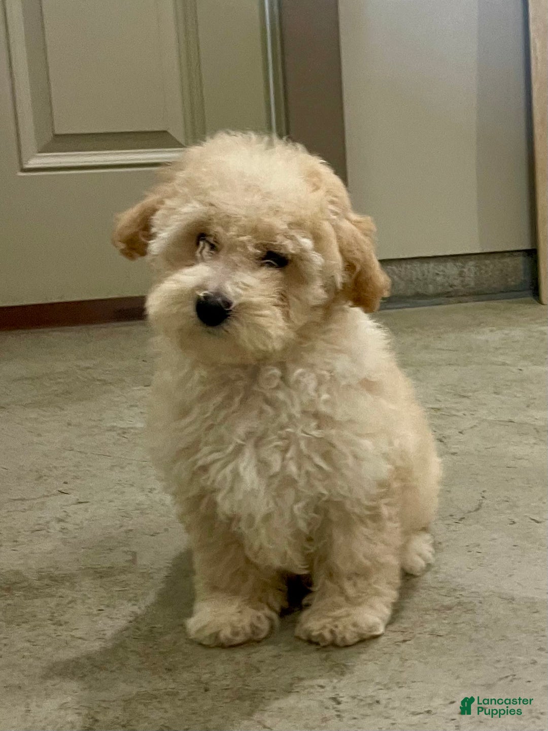 Bichpoo dogs for sale: Cooper - Image 1