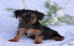 Yorkshire Terrier dogs for sale: Dallas - Image 3