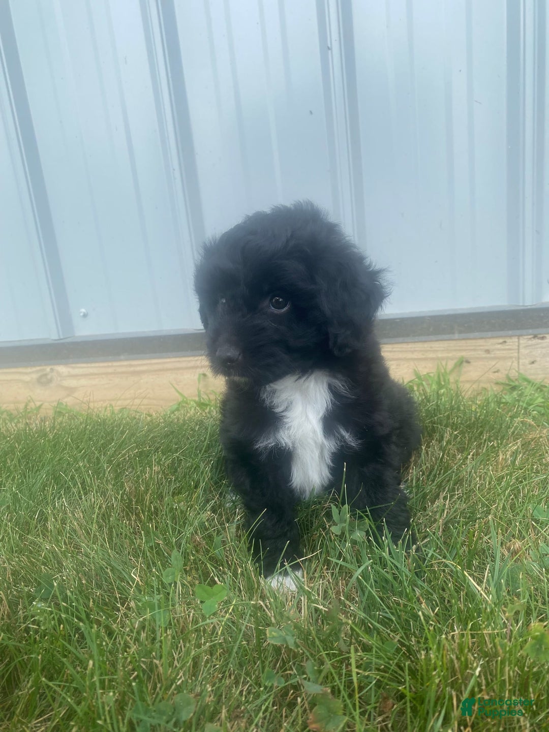 Mini Aussiedoodle dogs for sale: Rowdy - Image 7