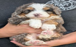 Mini Bernedoodle dogs for sale: Louie - Image 2