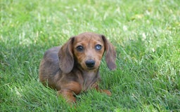 Dachshund dogs for sale: Bella - Image 5