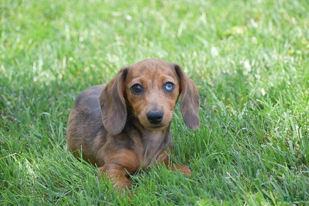 Dachshund dogs for sale: Bella - Image 5