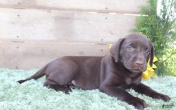 Labrador Retriever dogs for sale: Brownie - Image 6