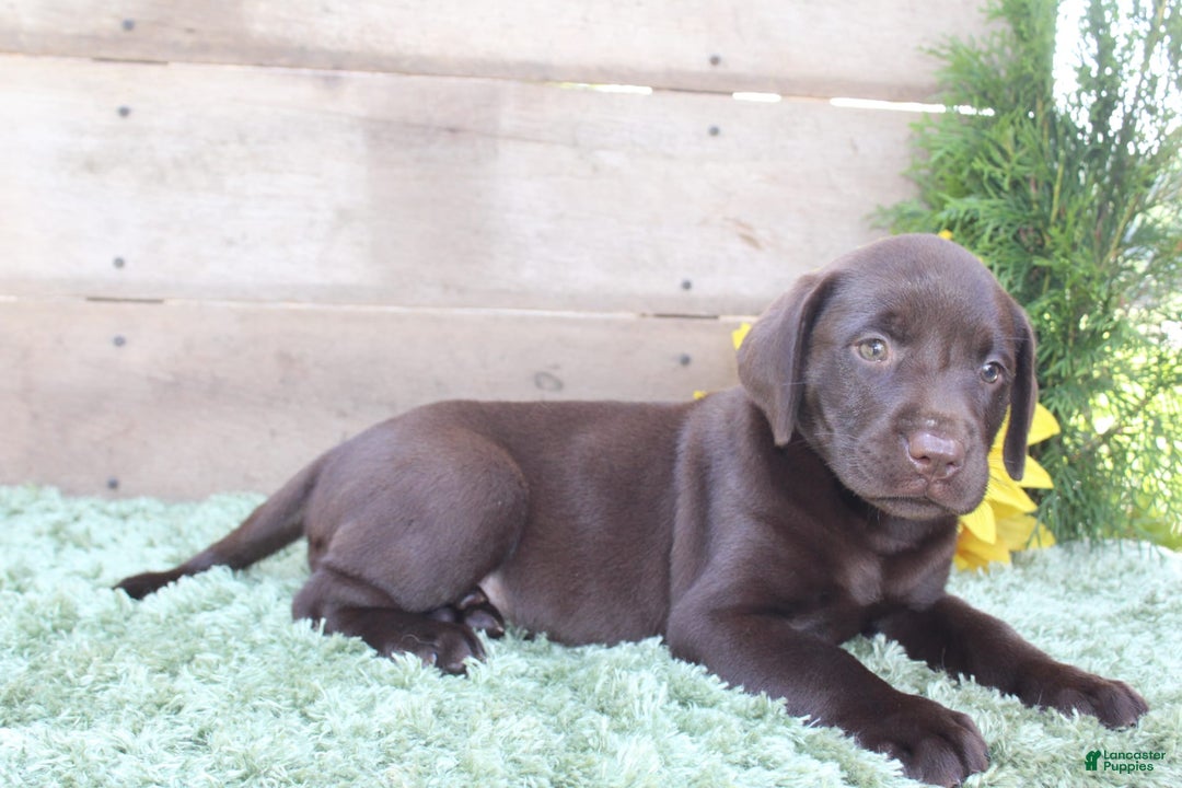 Labrador Retriever dogs for sale: Brownie - Image 6
