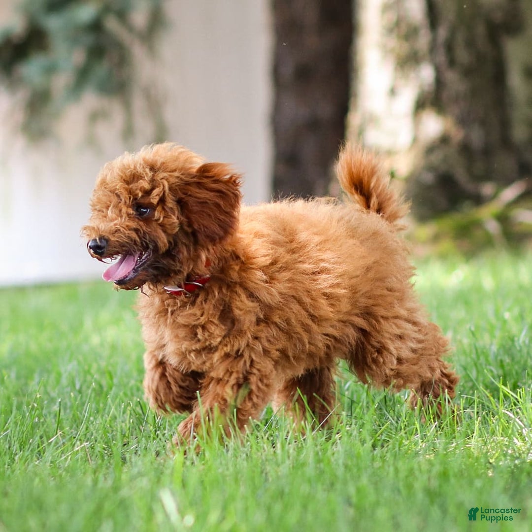 Goldendoodle dogs for sale: Annie - Image 10