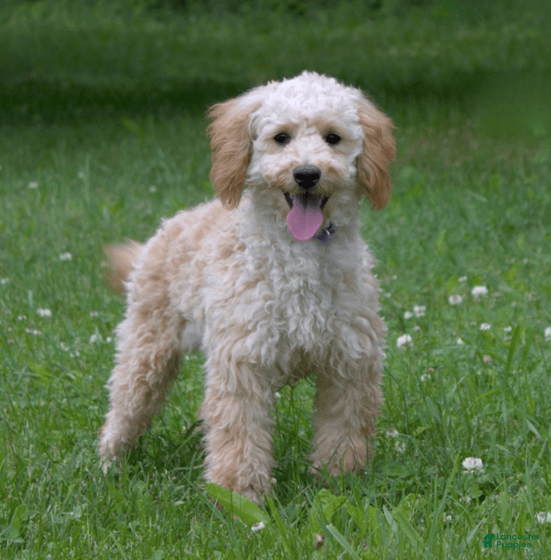 Cockapoo dogs for sale: Peter - Image 4