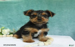 Yorkshire Terrier dogs for sale: Emmett - Image 8