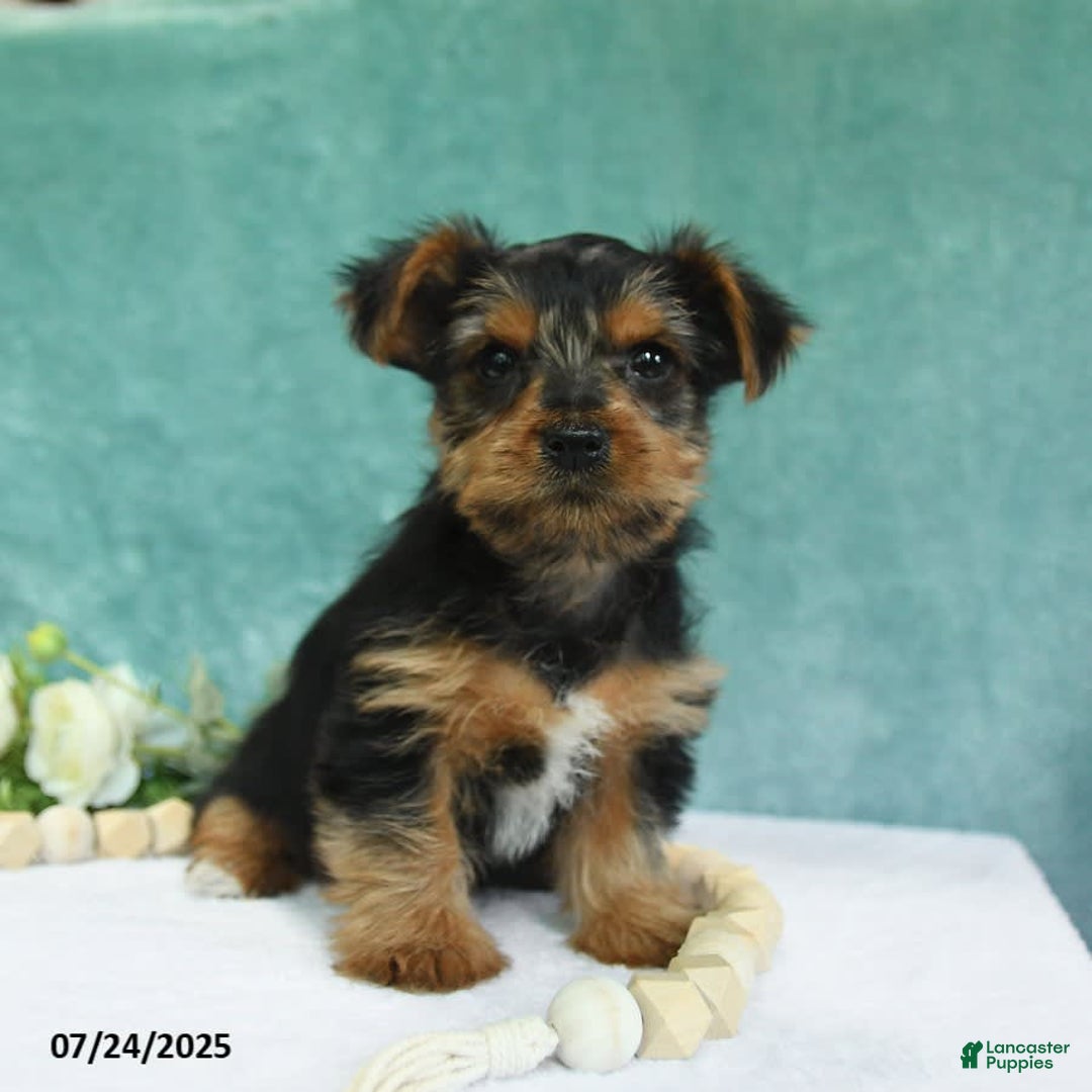 Yorkshire Terrier dogs for sale: Emmett - Image 8